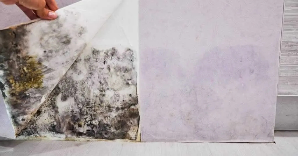 water damage behind the wallpapers